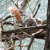Tufty the Red Tail Squirrel